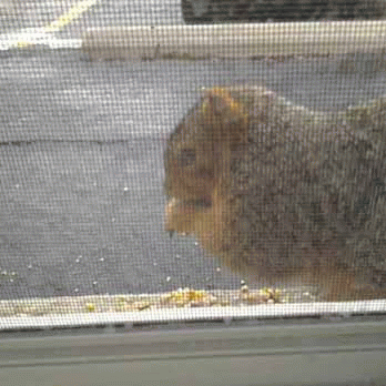 Sloth (USA-2) : Breakfest Buddy!